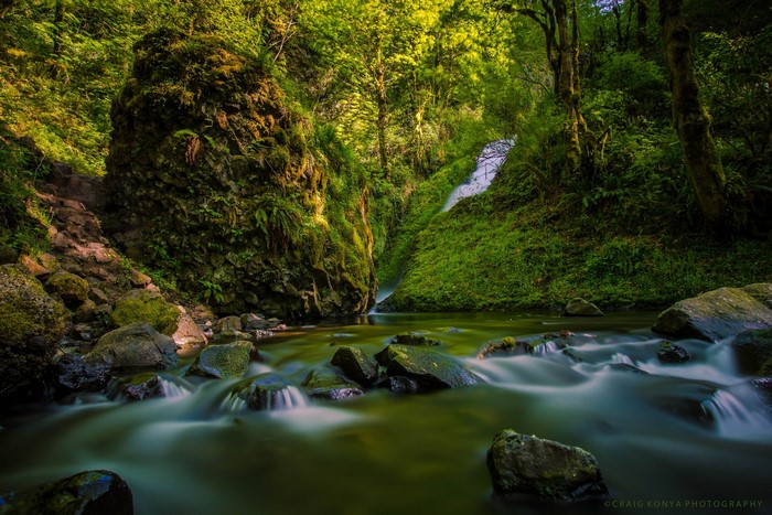 Waterfall flowing into a river in a mossy forest