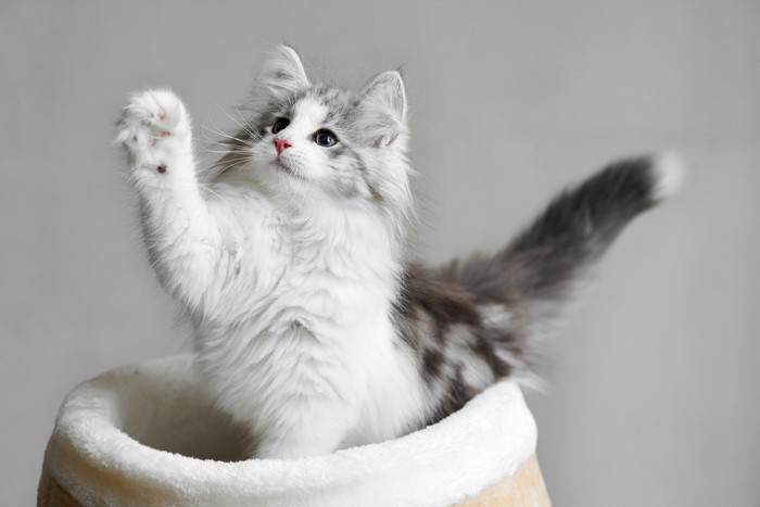Fluffy kitten playing in a cat bed