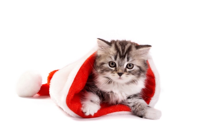 Kitten in a Santa hat