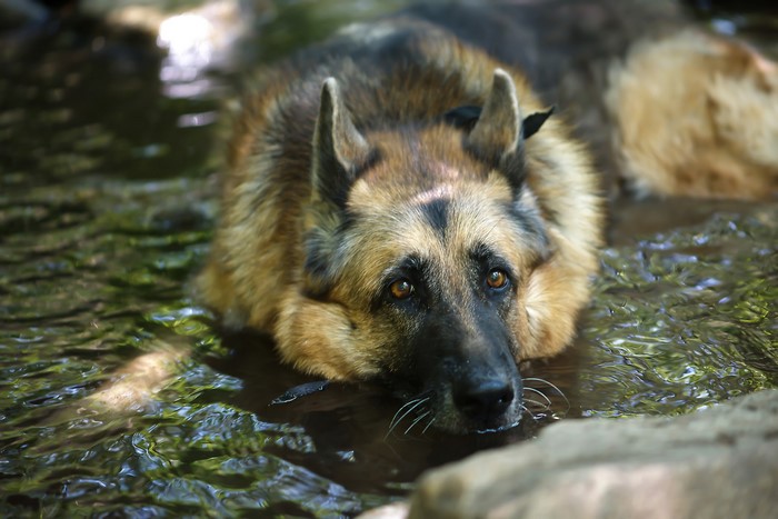 German Shepherd lying in shallow water