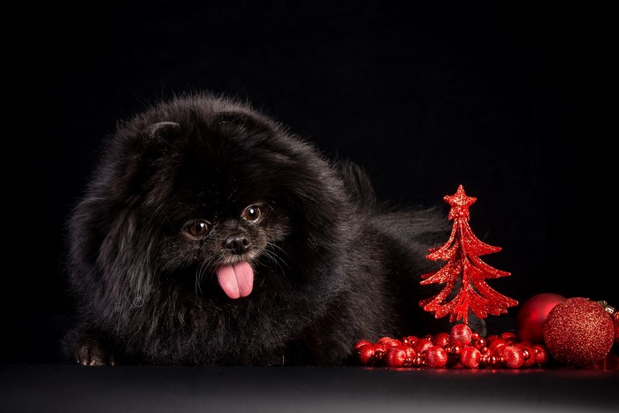 Black Spitz dog with Christmas decorations