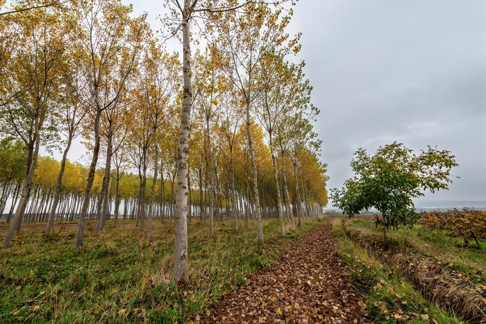 Autumn trees in a forest with fallen leaves