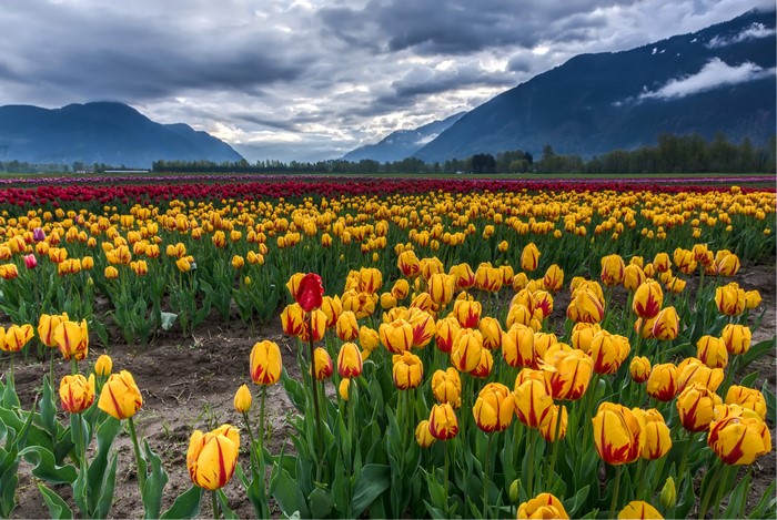 Vibrant Yellow and Red Tulip Field with Mountain View