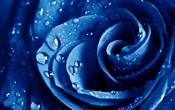 Blue rose with water drops