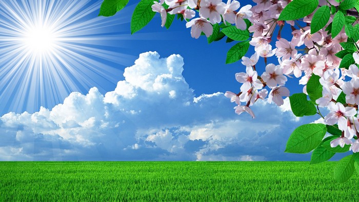 4K Spring Meadow with Cherry Blossoms and Sunbeams