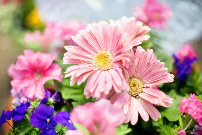 Pink Gerbera Daisies and Purple Pansies
