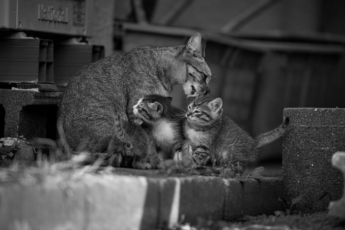 Mother cat with three kittens