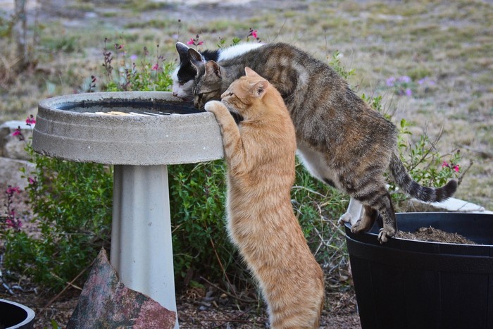 Two cats drinking from a bird bath