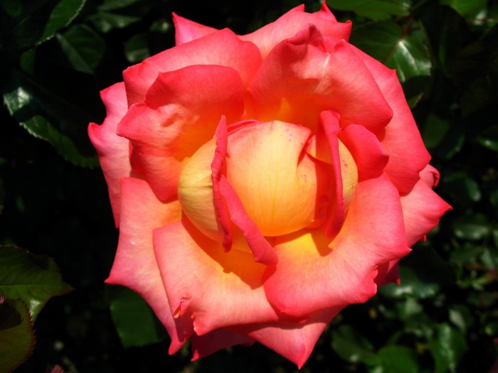 Close-up of a pink and yellow rose