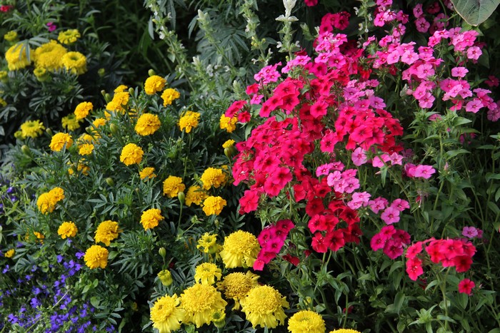 4K Phlox and Tagetes flowers