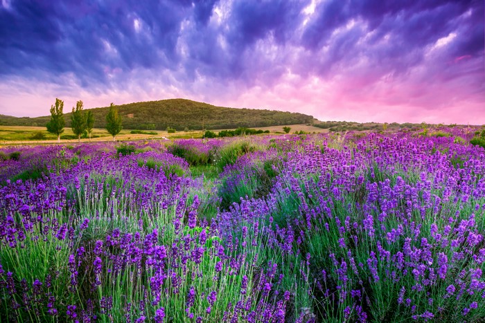 Lavender field under a dramatic sky