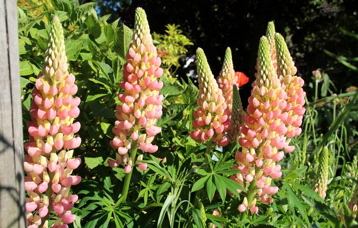 Pink and yellow lupine flowers in a garden