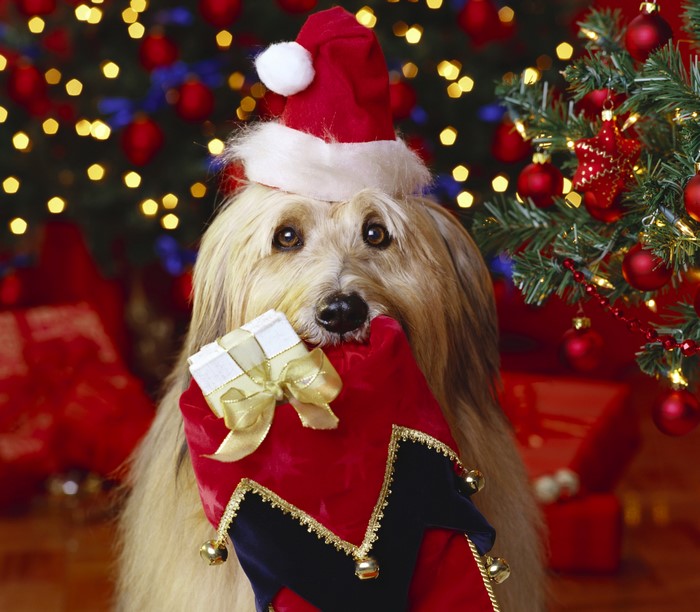 Dog wearing Santa hat holding Christmas stocking and gift