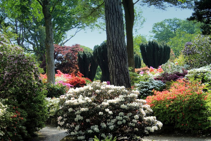 Bodnant Gardens Rhododendrons in Wales