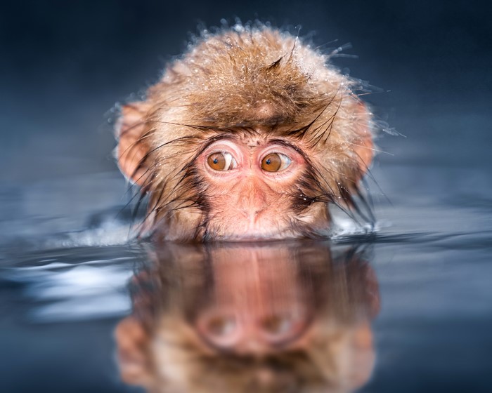 Monkey with wet fur in water