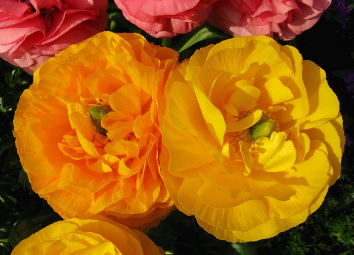 Close-up of yellow and orange Ranunculus flowers