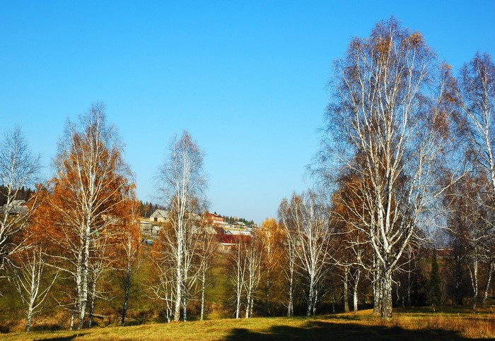 Autumn Birch Trees with Village in Background