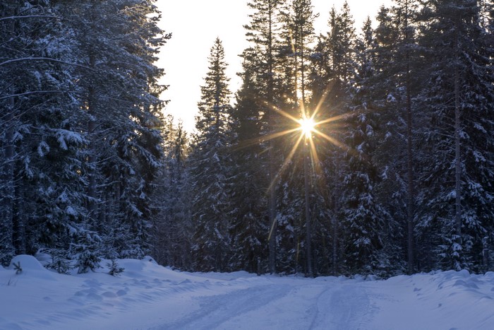 Sunlight shining through snow-covered trees in a winter forest