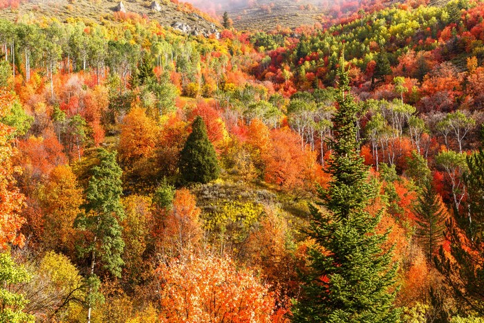 Mountainside forest in autumn with colorful foliage