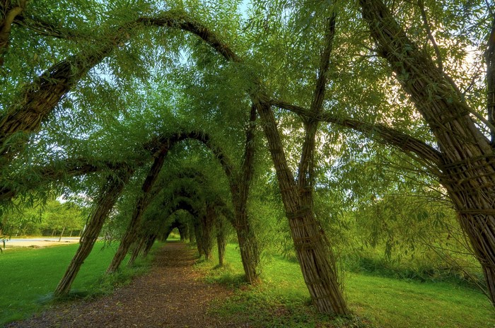 Living willow tree tunnel archway over a path