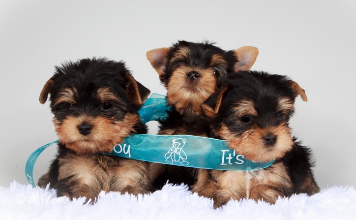 Three Yorkshire Terrier Puppies with Blue Ribbon