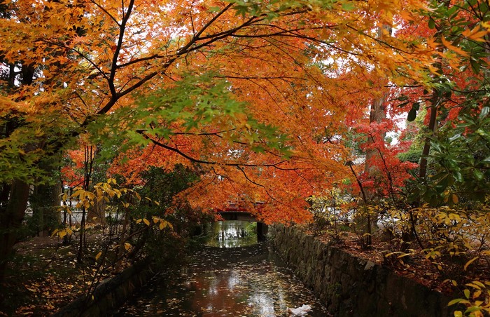 Autumn foliage over a canal with a bridge