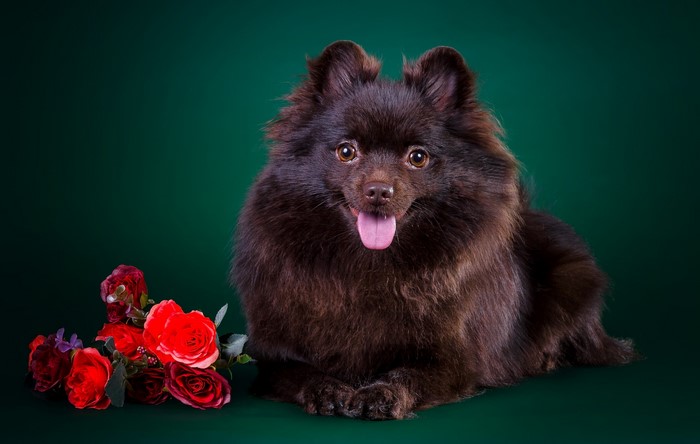 Brown Pomeranian dog with red roses