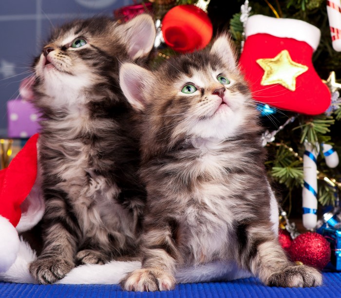 Two Kittens by a Christmas Tree