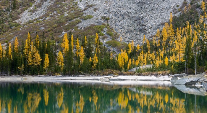 Autumn Larches Reflecting in a Mountain Lake