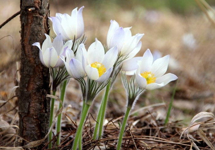 White Pasqueflower blossoms with yellow centers near a tree trunk