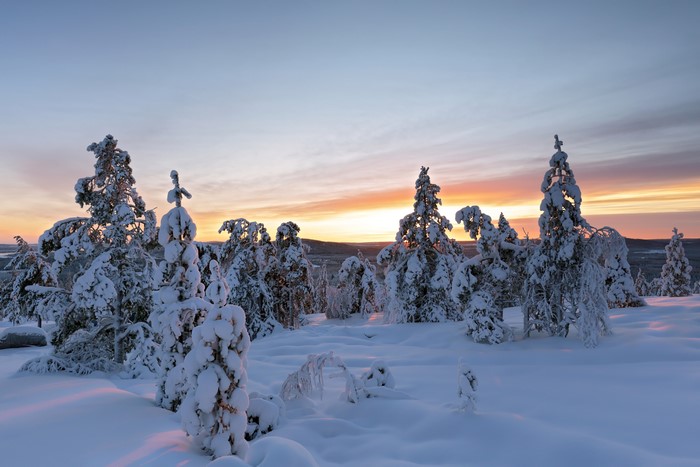 Winter forest at sunrise with snow-covered trees