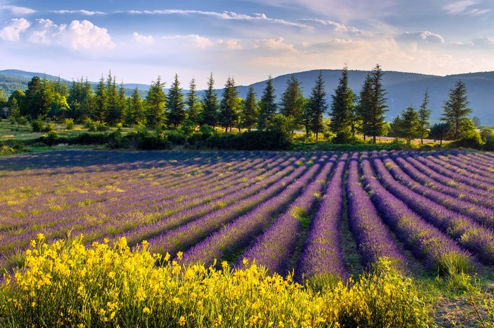 Lavender field with yellow flowers and trees