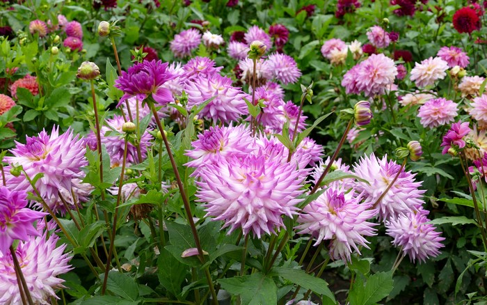 Dahlias in bloom