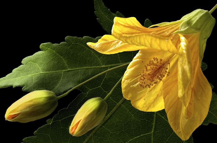 Yellow Abutilon flower and buds on black background