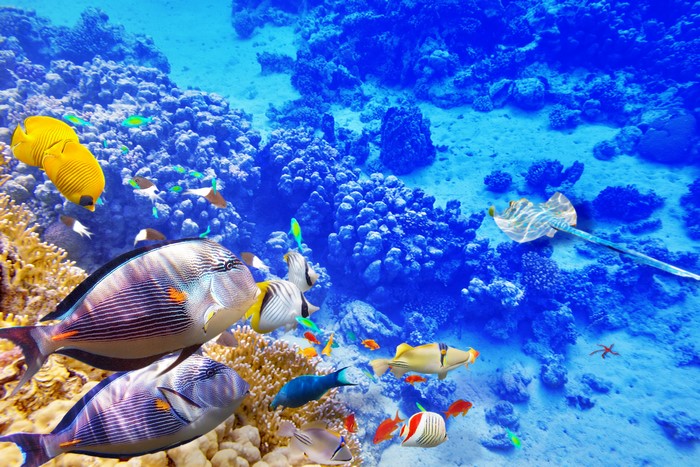 Coral reef with various fish and a stingray