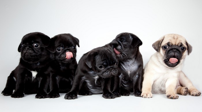 Five adorable pug puppies sitting together