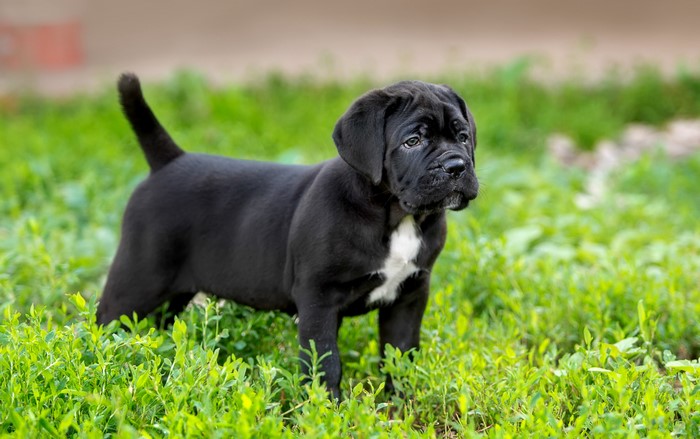 Black Cane Corso puppy standing in grass