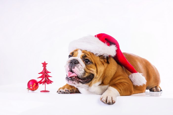 English Bulldog Wearing Santa Hat with Christmas Decorations