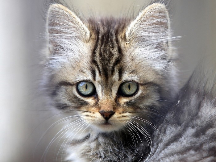 Close-up of a tabby kitten's face