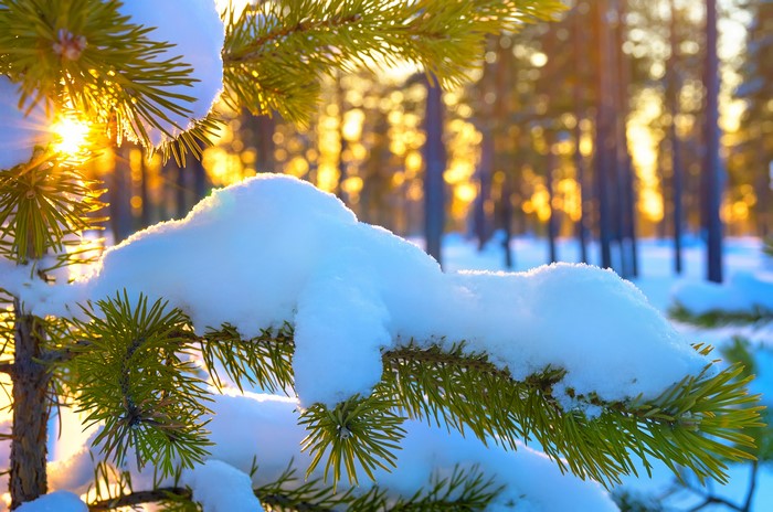 4K Winter Snow on Pine Branch with Sunlight Rays
