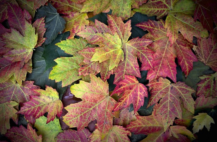 Autumn maple leaves on dark green foliage