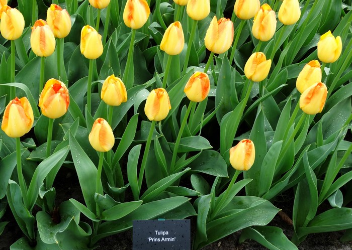 Yellow Tulips 'Prins Armin'