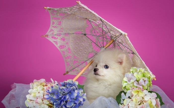 Fluffy white Pomeranian puppy under a lace umbrella with hydrangeas