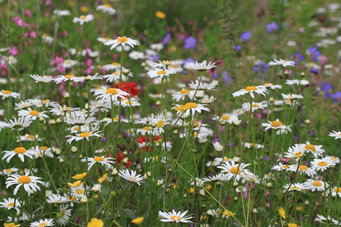 Field of daisies and wildflowers