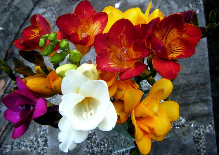 Close-up of colorful Freesia flowers