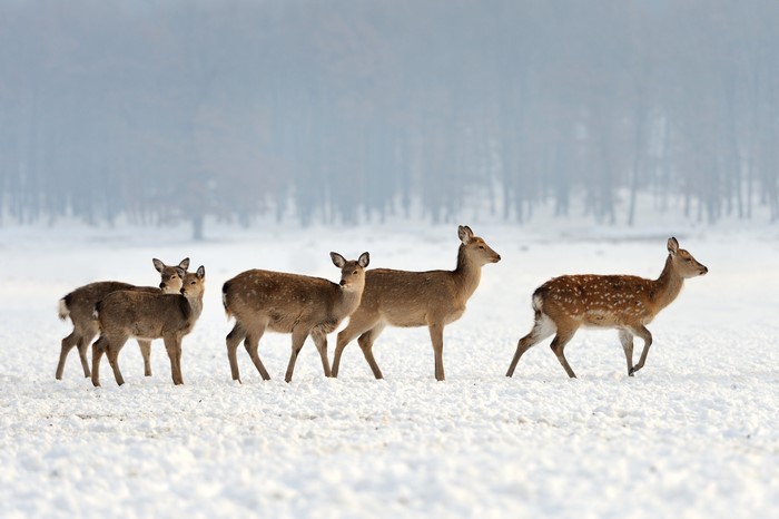 Deer in a Snowy Field