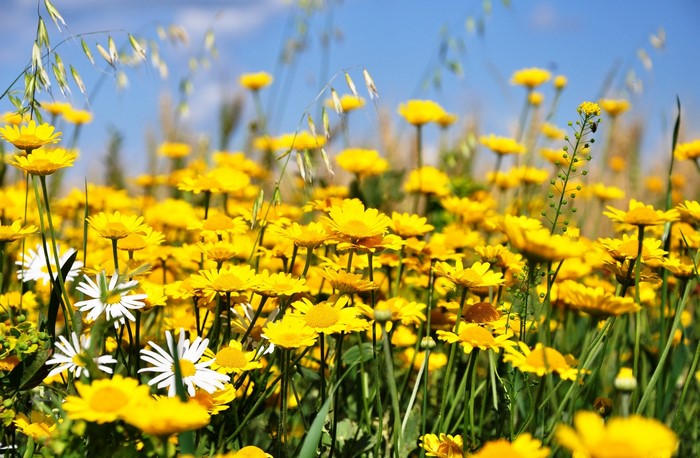 Field of yellow daisies under a blue sky