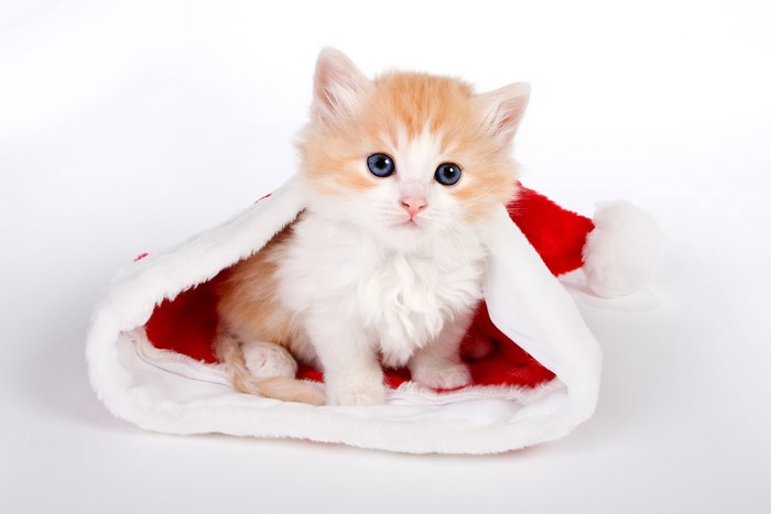 Kitten in a Santa hat