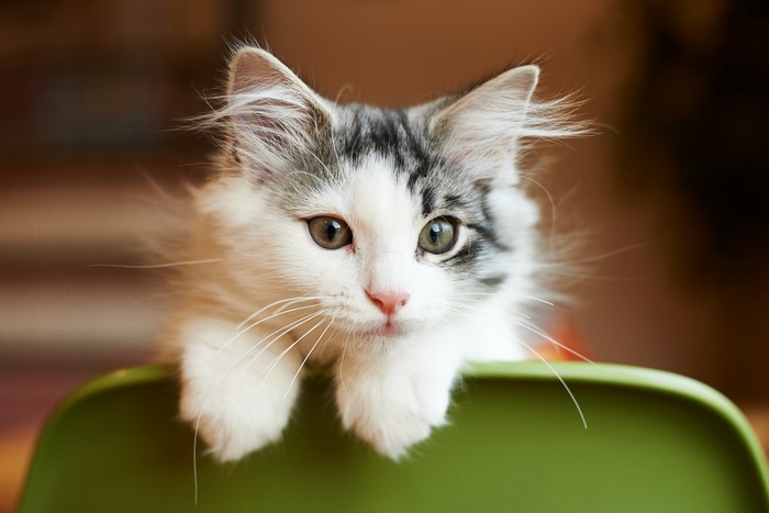 Fluffy kitten with white and gray fur peeking over a green surface