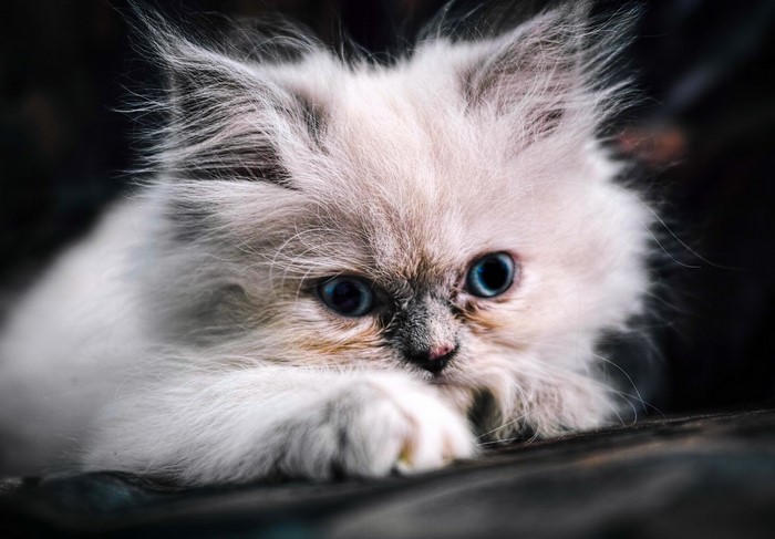 Fluffy kitten with blue eyes looking intently